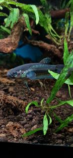 Betta Ocellata, Dieren en Toebehoren, Vissen | Aquariumvissen, Vis, Zoetwatervis