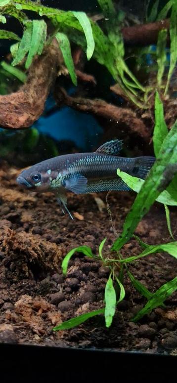 Betta Ocellata, Poisson, Poisson d'eau douce