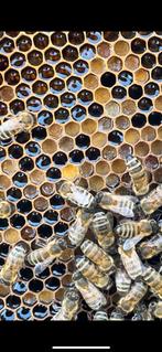 Buckfast aflegger 3 ramen simplex, Bijen