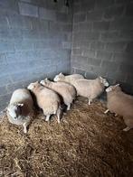 Rammen en miekes te koop, Dieren en Toebehoren, Schapen, Geiten en Varkens