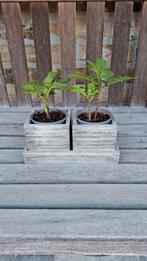 Mini Konjac boompjes in houten of stenen pot, voor buiten, Tuin en Terras, Ophalen