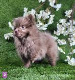 Pomeriaan / dwergkees pomeranian pom pup, België, Keeshond, CDV (hondenziekte), 8 tot 15 weken