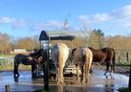 Hooiruif gegalvaniseerd 2x2, Dieren en Toebehoren, Stalling en Weidegang