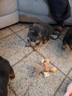 Duitseherders pupy, Particulier, Chienne, 8 à 15 semaines, Plusieurs