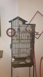 Jolie cage noire + 6 canaris a céder Anderlecht, Animaux & Accessoires, Oiseaux | Cages & Volières, Enlèvement, Cage à oiseaux
