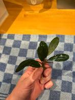 2 Bucephalandra "Super Blue", Ophalen of Verzenden, Nieuw, Plant(en), Steen of Hout