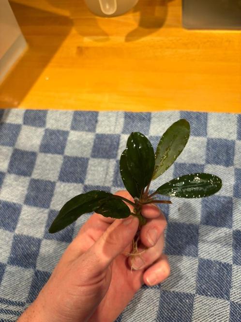 2 Bucephalandra "Super Blue", Dieren en Toebehoren, Vissen | Aquaria en Toebehoren, Nieuw, Plant(en), Steen of Hout, Ophalen of Verzenden