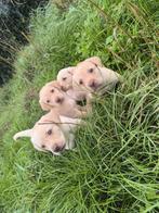 Labrador Retriever pups, Dieren en Toebehoren, Honden | Retrievers, Spaniëls en Waterhonden, België, CDV (hondenziekte), 8 tot 15 weken