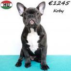 Franse Bulldogs (verschillende kleuren) pups te koop, 15 weken tot 1 jaar, Buitenland, CDV (hondenziekte), Meerdere