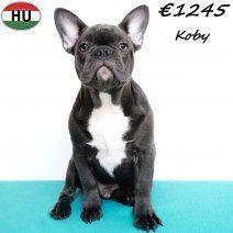 Franse Bulldogs (verschillende kleuren) pups te koop, Dieren en Toebehoren, Honden | Chihuahua's en Gezelschapshonden, Meerdere dieren
