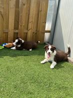 Lieve border collie pups, Animaux & Accessoires, Chiens | Bergers & Bouviers, Parvovirose, Plusieurs, Belgique, 8 à 15 semaines