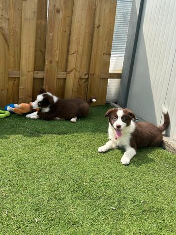 Lieve border collie pups