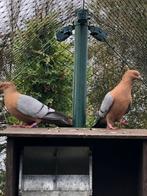 vinkduiven, Dieren en Toebehoren, Vogels | Duiven, Geslacht onbekend, Overige soorten