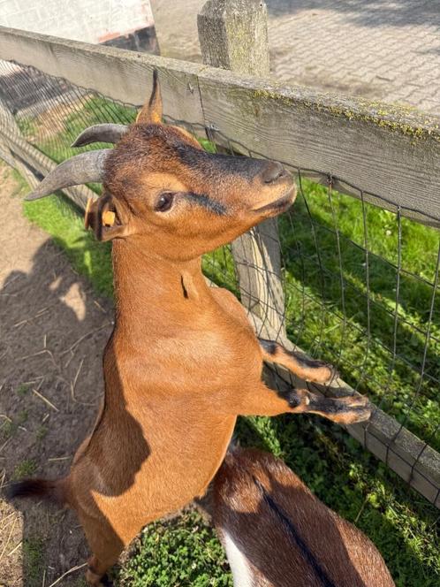 2 lieve geiten te koop, Dieren en Toebehoren, Schapen, Geiten en Varkens, Geit, Vrouwelijk, 0 tot 2 jaar