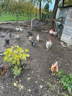 Legkippen te koop, Dieren en Toebehoren, Pluimvee, Vrouwelijk, Kip