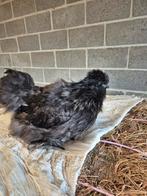 Zijdehoen haan, Dieren en Toebehoren, Mannelijk, Kip