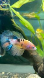 Mannelijke bettavis, Dieren en Toebehoren, Vissen | Aquariumvissen, Vis, Zoetwatervis