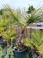 Brahea armata palmboom, Ophalen, Palmboom