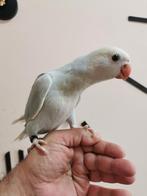 Halsband paraket handtam, Dieren en Toebehoren, Tam