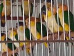 11+2 perroquets et caïques GRATUITS, cuisse verte à tête noi, Animaux & Accessoires, Oiseaux | Perruches & Perroquets, Perroquet