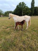 Verschillende veulens en paarden, Dieren en Toebehoren, Meerdere dieren, Springpaard, Gechipt