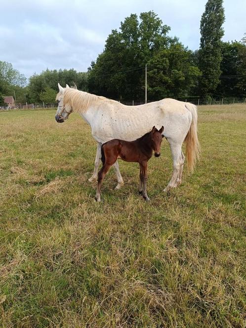 Verschillende veulens en paarden, Dieren en Toebehoren, Paarden, Meerdere dieren, Springpaard, Met stamboom, Gechipt, Ontwormd