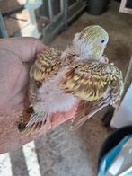 grasparkietjes, Dieren en Toebehoren, Vogels | Parkieten en Papegaaien