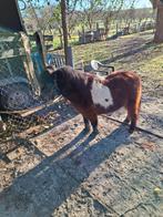 1 mini schetland merrietje, Gechipt