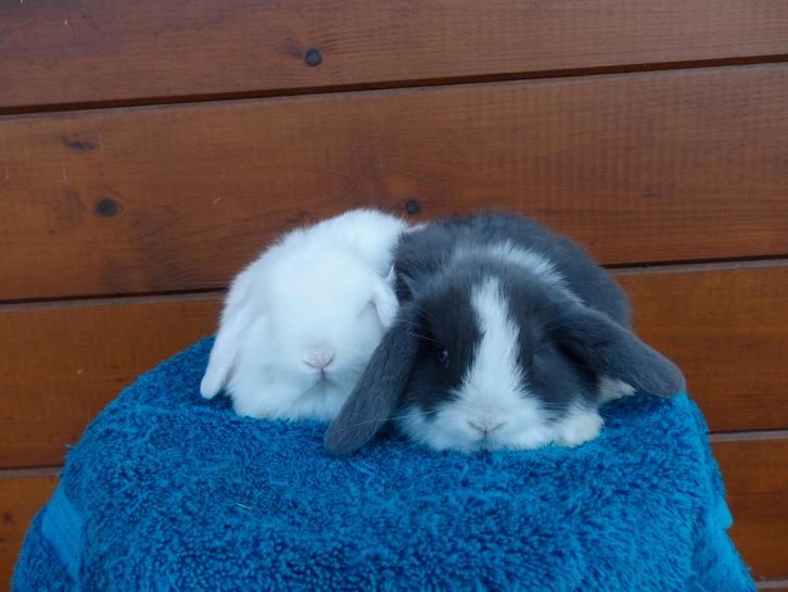 hd, couples, Animaux & Accessoires, Lapins, Nain, Plusieurs animaux, 0 à 2 ans, Oreilles tombantes
