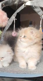 Britse langhaar met fokrechten, Dieren en Toebehoren, Kater, Met stamboom