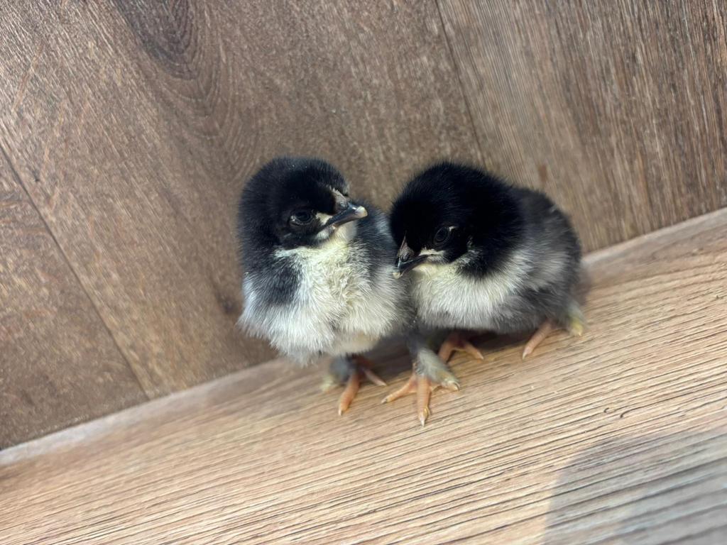 Marans kuikens, Dieren en Toebehoren, Pluimvee
