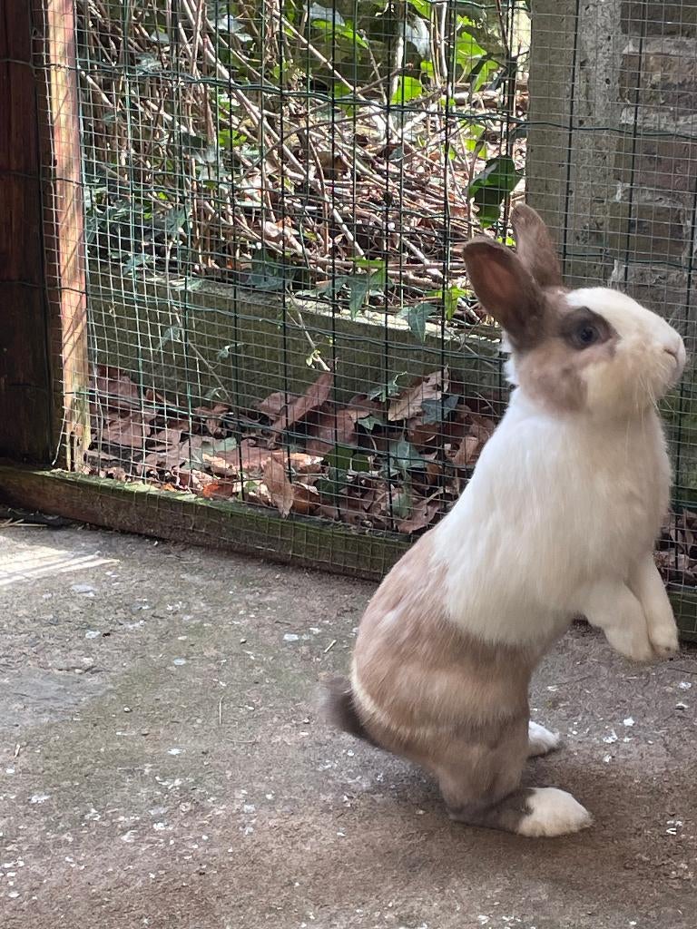 Dwergkonijn Man, Dieren en Toebehoren, Konijnen, Mannelijk, Dwerg, 0 tot 2 jaar