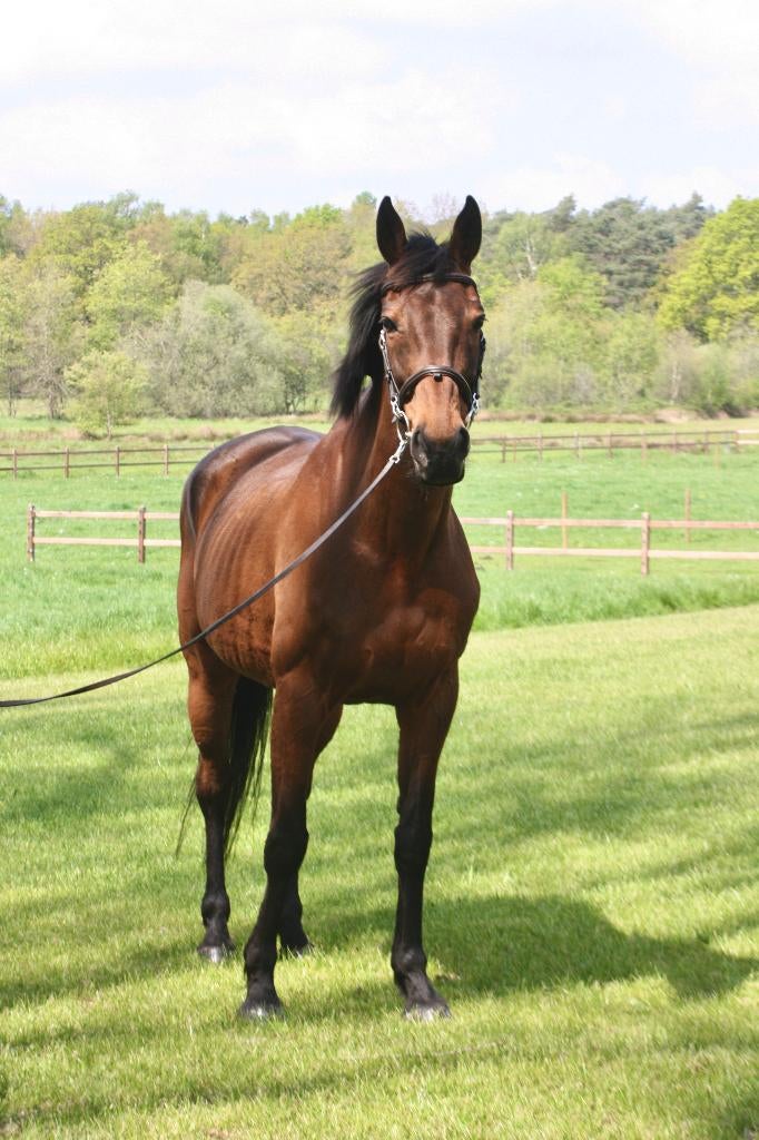 Recreatieve merrie, Dieren en Toebehoren, Paarden, Merrie, B, 160 tot 165 cm, 11 jaar of ouder, Recreatiepaard, Gechipt, Ontwormd