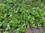 aardbei (bos) plantjes, Ophalen