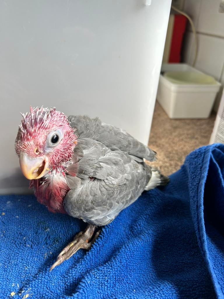 Super handtamme Rose kaketoes, Dieren en Toebehoren, Meerdere dieren, Papegaai, Geringd