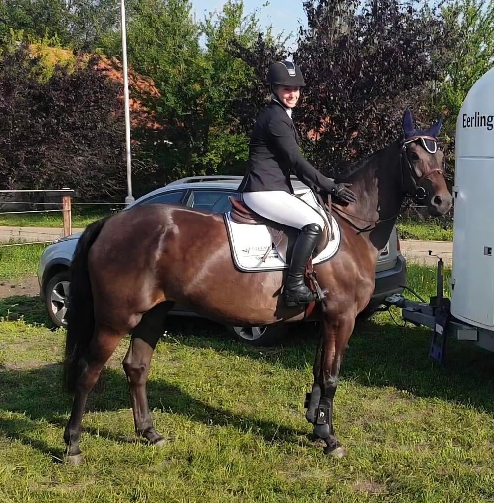 Nonstop fokmerrie, Dieren en Toebehoren, Paarden, Merrie, Springpaard, Met stamboom, Niet van toepassing