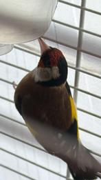 Couple  chardonnerets parva 2024, Animaux & Accessoires, Oiseaux | Oiseaux Autre