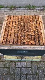 Bijenvolk op 11 ramen, buckfast, zachtaardig (volk 5)