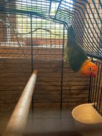 Afapornis Fischeri, Dieren en Toebehoren, Dwergpapegaai of Agapornis