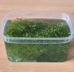 Riccia Fluitans drijfplant, Dieren en Toebehoren, Ophalen