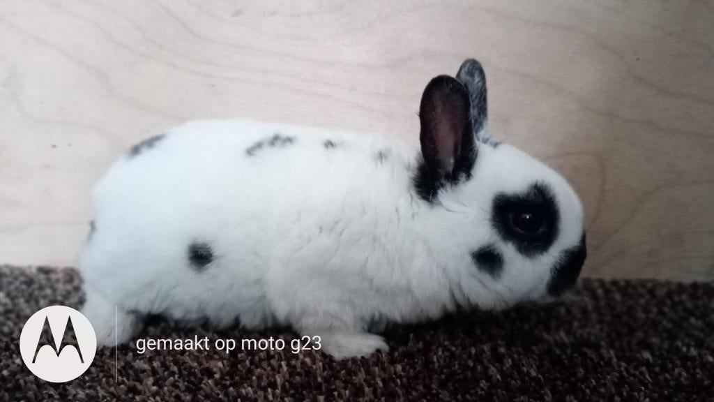 Rex dwerg rammetje in dalmatiner zwart., Dwerg