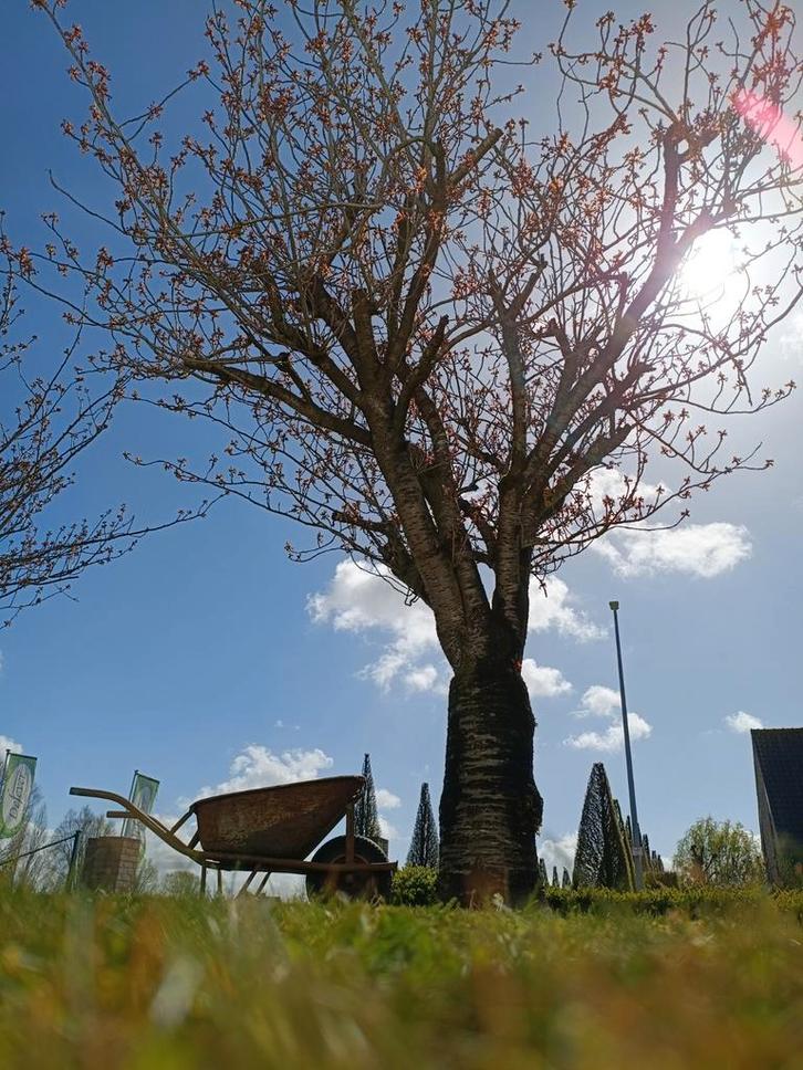 Gratis brandhout, Jardin & Terrasse, Bois de chauffage, Enlèvement