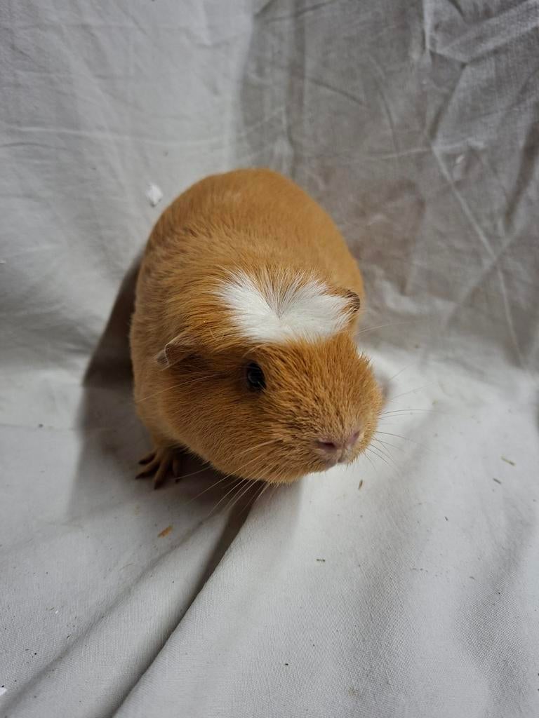 Amerikaans gekruind buff cavia zeugje, Dieren en Toebehoren, Knaagdieren, November, Vrouwelijk, Cavia