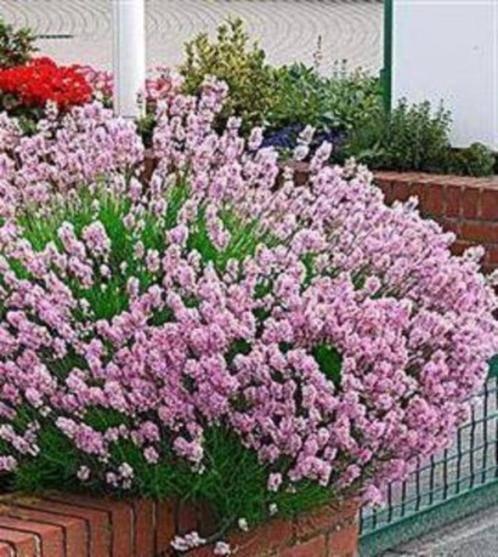 Lavndel augustifolia Rosea of 'Roze Lavendel', Jardin & Terrasse, Plantes | Jardin, Enlèvement, Plante fixe, Plein soleil