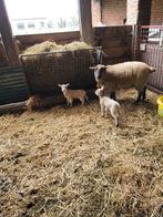 Ooi met 2 ooilammeren