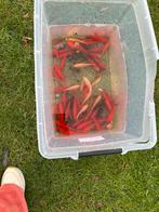 Verschillende goudvissen, Dieren en Toebehoren, Goudvis(sen)