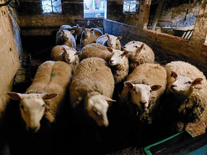Jaarling ooilammeren, Dieren en Toebehoren, Schapen, Geiten en Varkens, Schaap, Vrouwelijk, 0 tot 2 jaar
