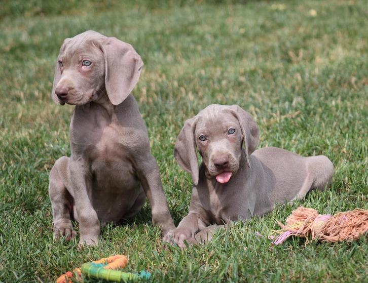 Chiots Weimaraner, Animaux & Accessoires, Chiens | Setters & Braques, Chien (mâle), Autres races, Éleveur | Professionnel, Plusieurs