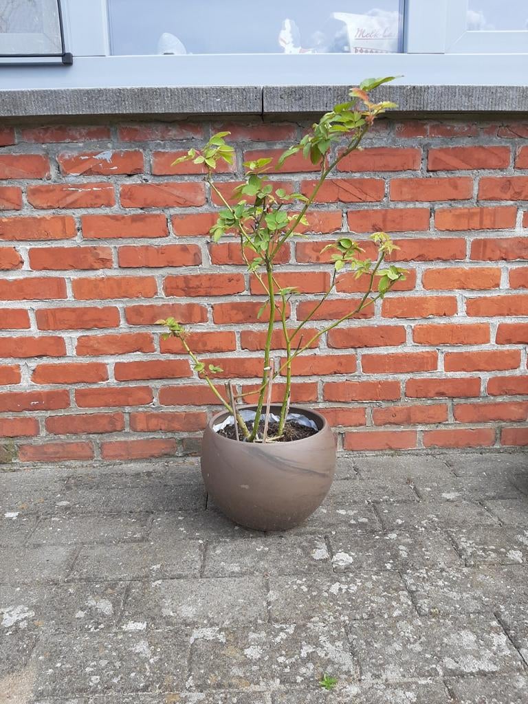 Pot met rozenstruik, Ophalen