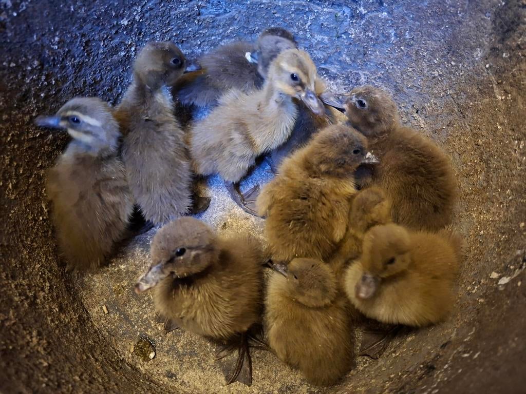Khaki campbell eend kuikens of broedeieren, Dieren en Toebehoren, Eend